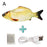New 30CM Electronic Pet Cat Toy Electric USB Charging Simulation Bouncing Fish Toys For Dog Cat Chewing Playing Biting Supplies